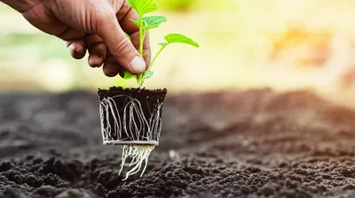 Illustration transplant - Image 1