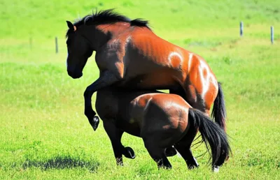 Illustration horses - Image 1