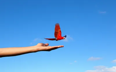 Illustration waving - Image 1