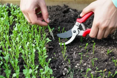 Illustration thinned - Image 1