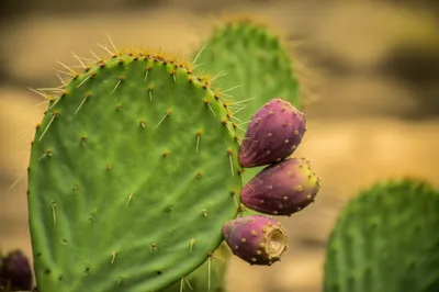 Illustration tuna - Image 1