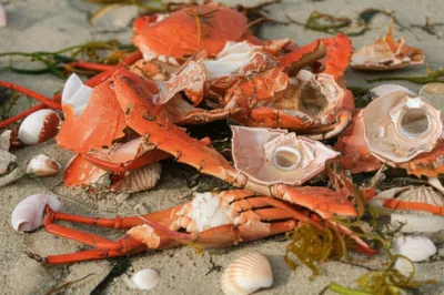 Illustration crusts - Image 1