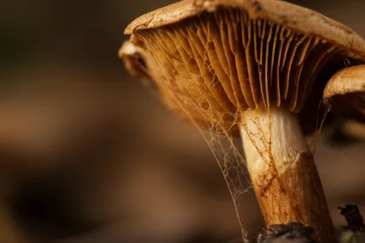 Illustration cortina