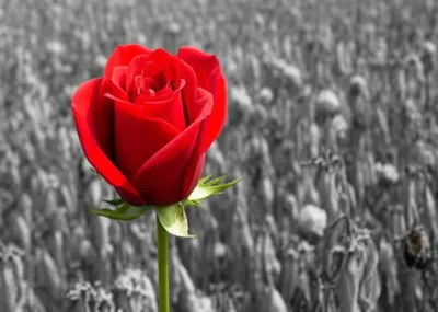 Illustration singly - Image 1