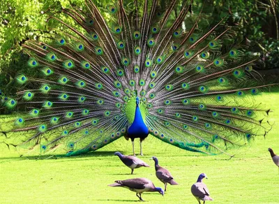 Illustration flaunted - Image 1