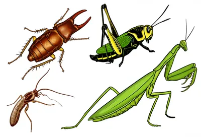 Illustration orthopteroid