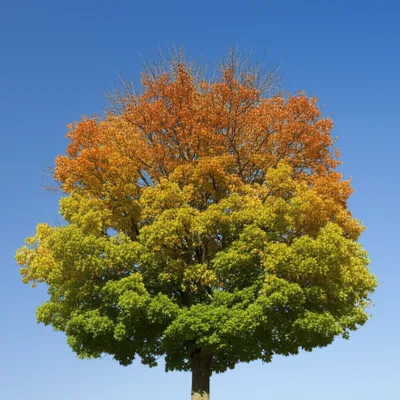 Illustration varying - Image 1