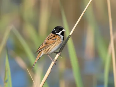 Illustration juncos - Image 1