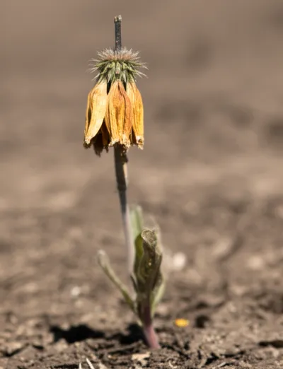 Illustration failed - Image 2