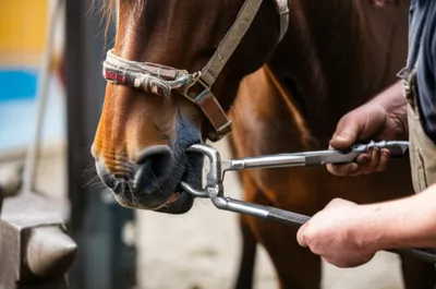 Illustration barnacles - Image 1