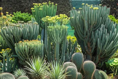 Illustration spurge - Image 1