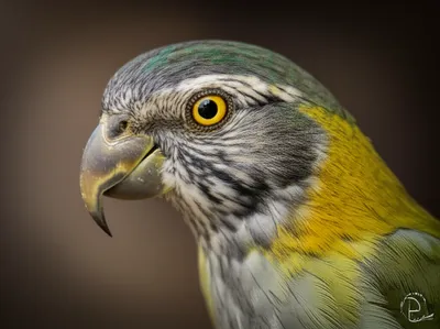 Illustration muffs - Image 1