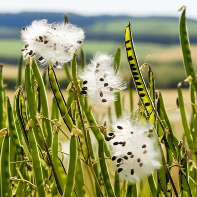 Illustration milkweed