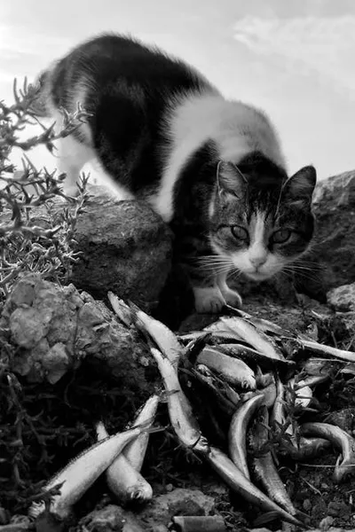 Illustration prowling - Image 2