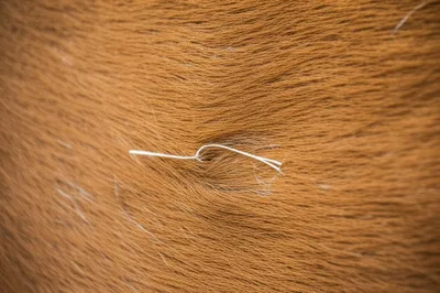 Illustration rowel - Image 1