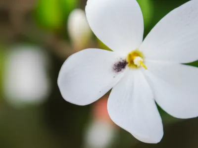 Illustration taint - Image 1