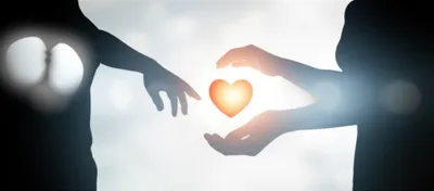 Illustration transplanted - Image 1