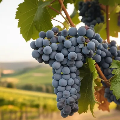 Illustration merlot - Image 1