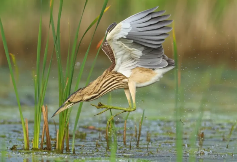 توضيح مرئي لـ bumbles: أبو منجل - صورة 1