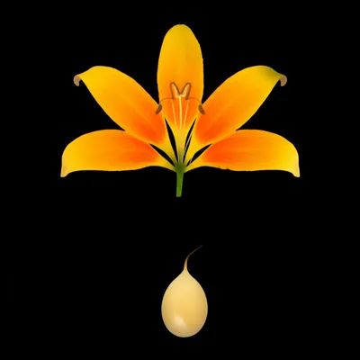 Illustration dropping - Image 1