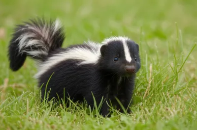 Illustration kit - Image 1