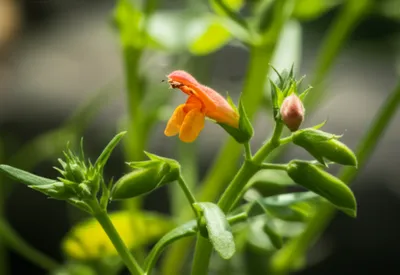 Illustration balsams - Image 1