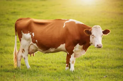 Illustration note - Image 1