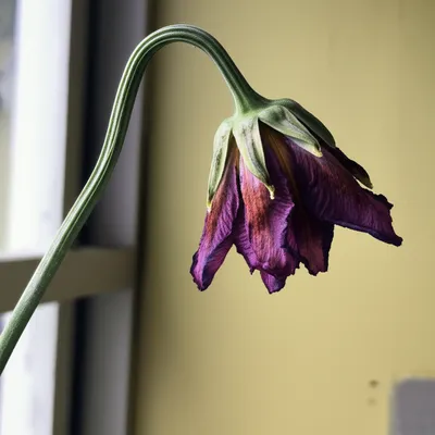 Illustration faintest - Image 1