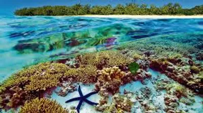 Illustration reef - Image 2