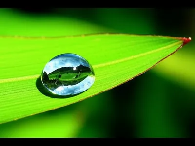 Illustration pithy - Image 1