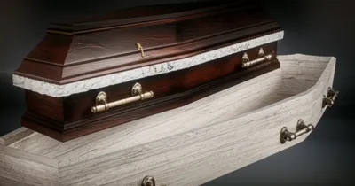 Illustration shells - Image 1