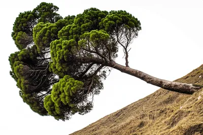 Illustration slant - Image 1