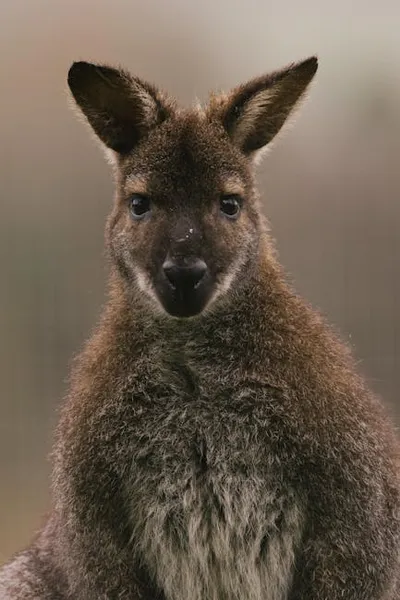 Illustration wallaby - Image 3