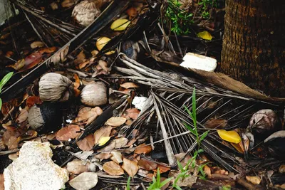 Illustration duff - Image 2