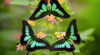 Illustration triangle - Image 1