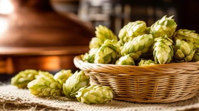 Illustration hop - Image 1