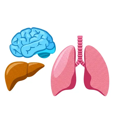 Illustration lobes - Image 1