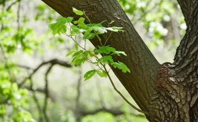 Illustration assistant - Image 1