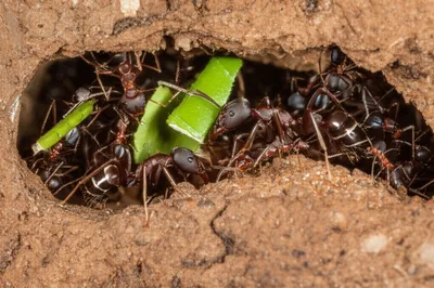 Illustration minors - Image 1