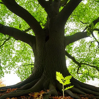 Illustration surety - Image 1