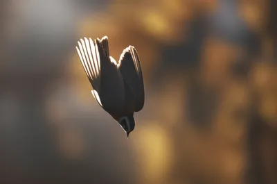 Illustration drop - Image 1