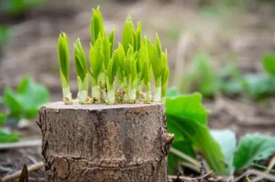Hình ảnh minh họa stool - Ảnh 1