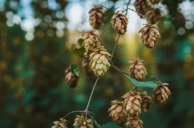 Illustration brit - Image 1