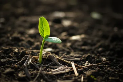 Illustration kindling - Image 1