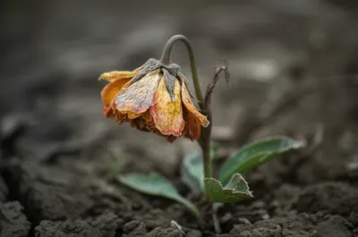 Illustration languished - Image 1