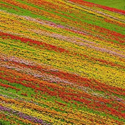 Illustration carpets - Image 1