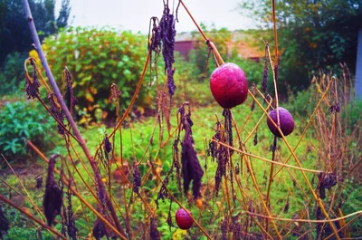 Illustration sours - Image 1