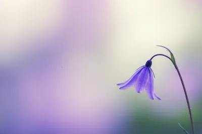 Illustration low - Image 1