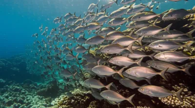 Illustration schooling