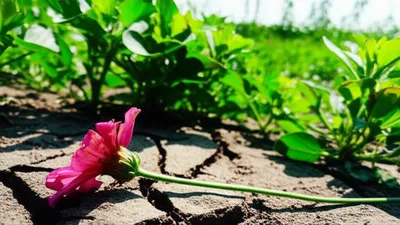 Illustration failures